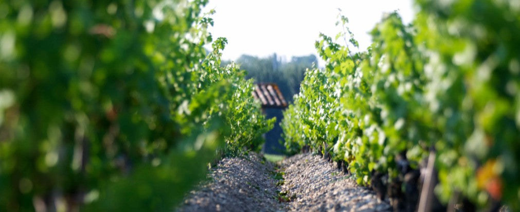 Chateau Clerc Milon 雙人舞 買紅酒 Red Wine 香港買酒網 法國名莊酒 france red wine 買紅酒 紅酒推介 頂級紅酒 波爾多 Bordeaux 1855 Wines