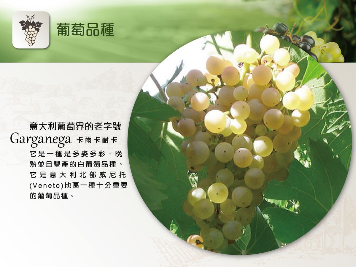 Vigneto Du Lot Soave Classico, DOC, 艾瑪酒莊陳年白酒, 買葡萄酒, 白酒, White Wine, Fine Wine Asia, 意大利評分酒, italian red wine, Wine Searcher, 葡萄酒推介, 頂級葡萄酒, 葡萄酒送貨