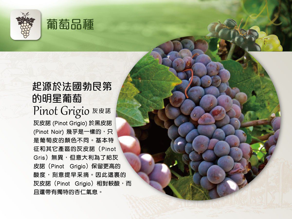 Vigna Traverso Pinot Grigio, 特桑奧酒莊葡萄酒, DOC, COF 買白酒, White Wine, Fine Wine Asia, 意大利評分酒, italian red wine, Wine Searcher, 紅酒推介, 頂級紅酒, 紅酒送貨