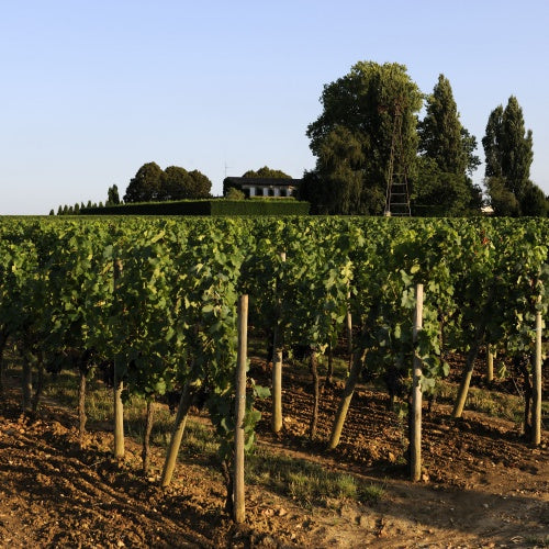 Chateau Hosanna 凱歌酒莊 紅酒推介 買紅酒 頂級紅酒 買紅酒 Red Wine  法國名莊酒 紅酒推薦 Fine Wine Asia 香港買酒網 酒鋪 上網買酒 紅酒價格 紅酒推介