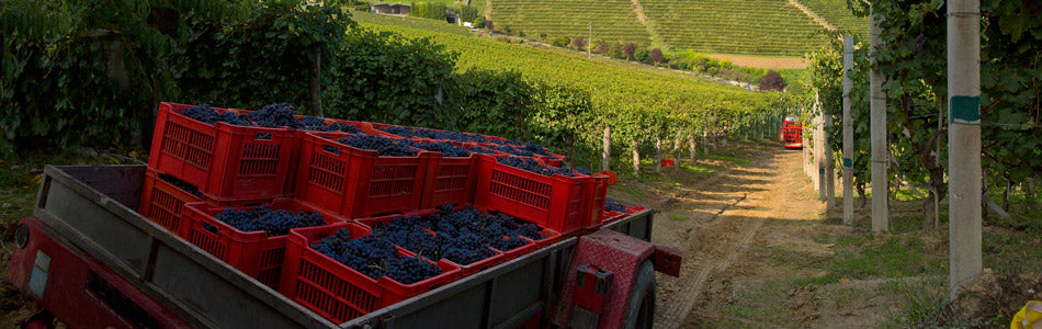 卡羅高莎酒莊, Carlo Giacosa, Barbaresco, 買紅酒, Red Wine, 紅酒推薦, Fine Wine Asia, 意大利得獎酒, 意大利頂級酒莊, 紅酒推介, 頂級紅酒,italian red wine, Wine Searcher, 買酒, 上網買酒, 酒鋪, 紅酒價格, 紅酒推介, 紅酒訂購, 紅酒送貨, 免費送貨