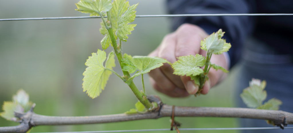 買紅酒 Red Wine, Fine Wine Asia, 法國名莊酒, france red wine, 波爾多1855, 波爾多, Bordeaux Wines, 香港買酒網, 酒鋪, 上網買酒, 紅酒價格, 紅酒推介, 紅酒訂購, 紅酒送貨